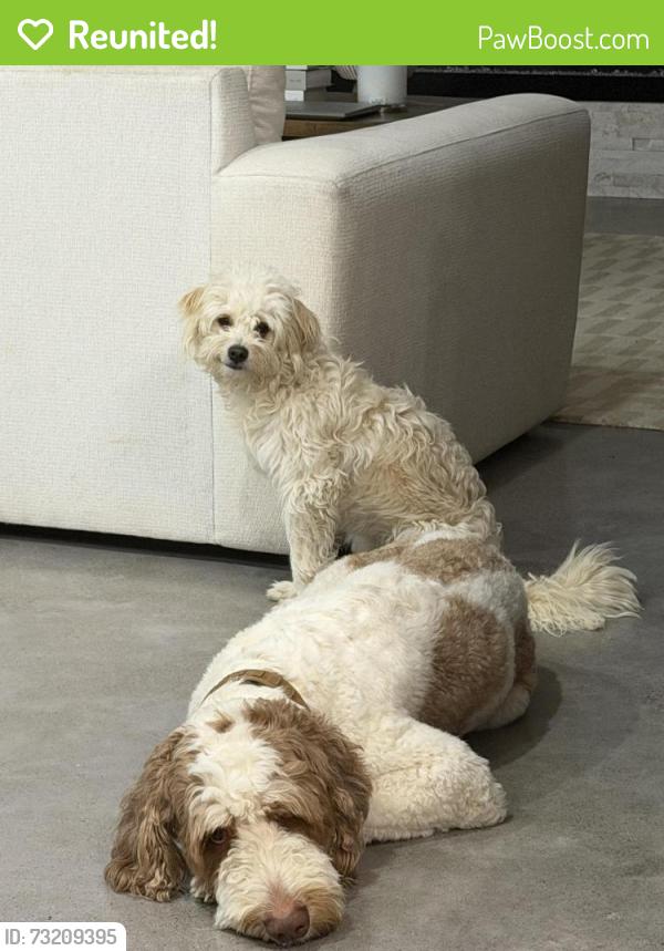 Reunited Male Dog last seen Panorama village, Panorama Village, TX 77304
