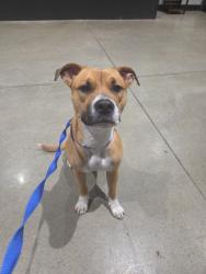 Reunited Female Dog last seen Near W Alabama St, Houston, TX 77006, USA, Houston, TX 77006
