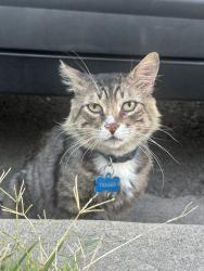 Found/Stray Male Cat last seen Prichard / nelson, La Puente, CA 91744