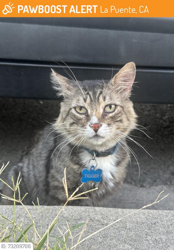 Found/Stray Male Cat last seen Prichard / nelson, La Puente, CA 91744