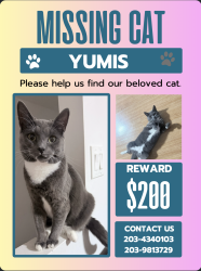 Lost Female Cat last seen Grand st, fair st, Norwalk, CT 06851