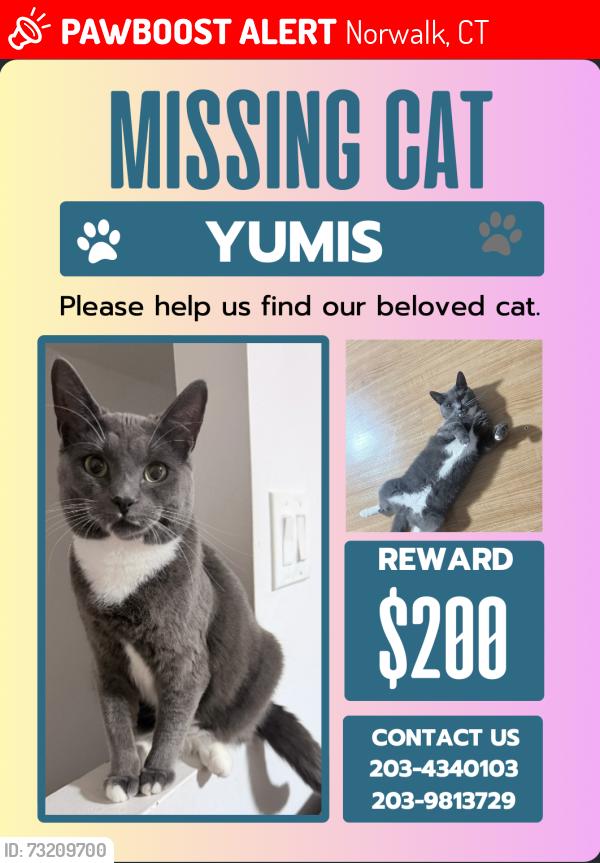 Lost Female Cat last seen Grand st, fair st, Norwalk, CT 06851