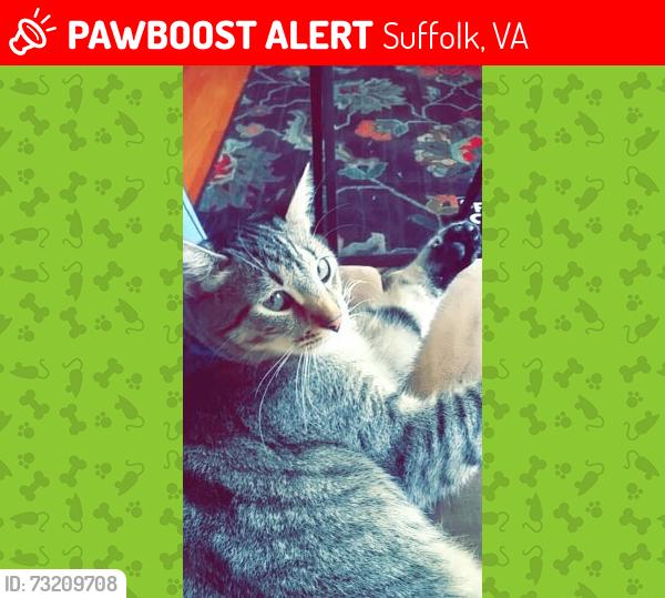 Lost Male Cat last seen Huddle house, Suffolk, VA 23434
