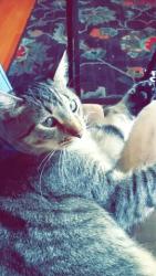 Lost Male Cat last seen Huddle house, Suffolk, VA 23434