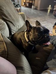Reunited Female Dog last seen Tropical and Valley, North Las Vegas, NV 89031