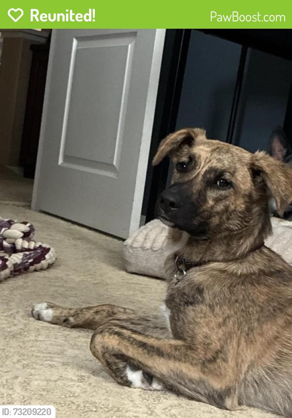 Reunited Female Dog last seen Near Briarcrest Pl, San Diego, CA 92130, USA, San Diego, CA 92130