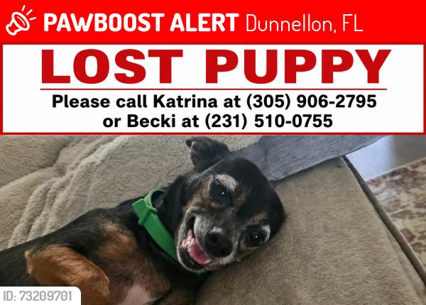 Lost Female Dog last seen Great Lakes and carnation ct, Dunnellon, FL 34431