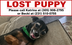 Lost Female Dog last seen Great Lakes and carnation ct, Dunnellon, FL 34431