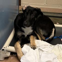 Shelter Stray Male Dog last seen Miramar Road, San Diego, CA, 92126, 5500 Gaines St, San Diego, CA 92110, USA