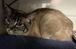 Shelter Stray Male Cat last seen Near W Center Street, Midvale, UT, 84047, 511 W 3900 S, Salt Lake City, UT 84123, USA