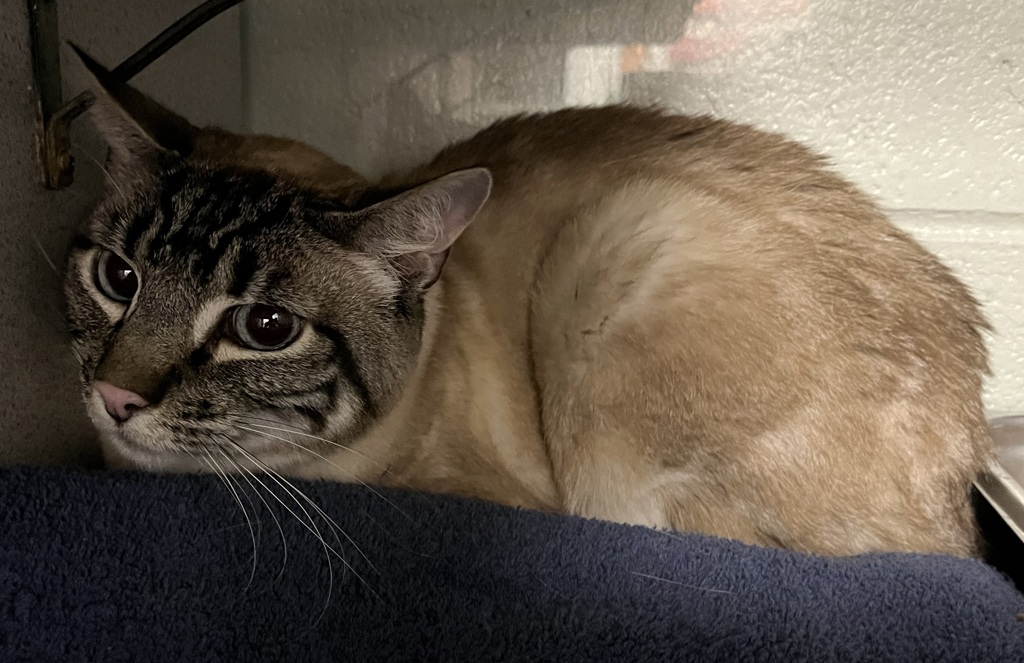 Shelter Stray Male Cat last seen Near W Center Street, Midvale, UT, 84047, 511 W 3900 S, Salt Lake City, UT 84123, USA