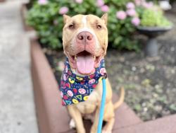 Shelter Stray Male Dog last seen Near Fteley Avenue, BRONX, NY, 10473, 326 E 110th St, New York, NY 10029, USA