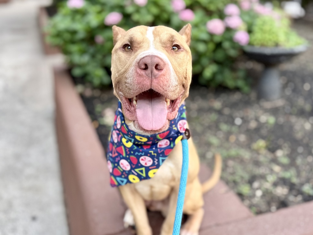 Shelter Stray Male Dog last seen Near Fteley Avenue, BRONX, NY, 10473, 326 E 110th St, New York, NY 10029, USA