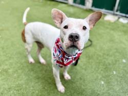 Shelter Stray Male Dog last seen Crotona Ave, BRONX, NY, 10457, 326 E 110th St, New York, NY 10029, USA