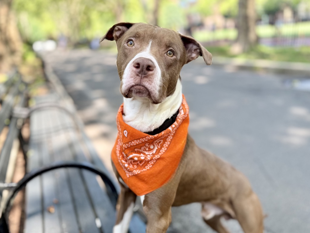 Shelter Stray Male Dog last seen Near Melrose Avenue, BRONX, NY, 10455, 326 E 110th St, New York, NY 10029, USA