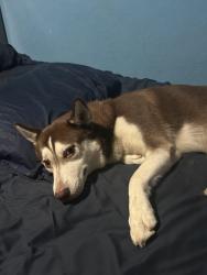 Reunited Male Dog last seen Hughes Sageglen, Houston, TX 77089