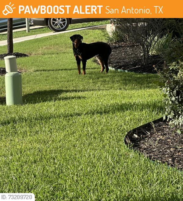 Found/Stray Unknown Dog last seen Blue Jasmine and spurs ranch, San Antonio, TX 78245