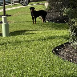 Found/Stray Unknown Dog last seen Blue Jasmine and spurs ranch, San Antonio, TX 78245