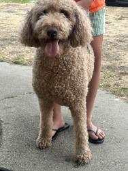 Reunited Unknown Dog last seen North Oakdale Rialto ca 92376, Rialto, CA 92376