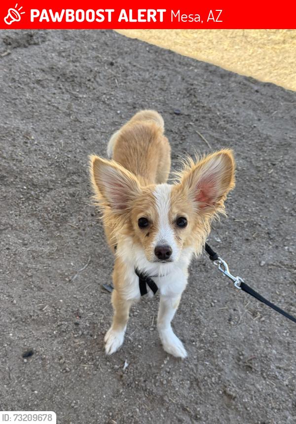 Lost Female Dog last seen Near: Hunt Dr & E 7th Dr, Mesa az 85204, near Mesa High School, Mesa, AZ 85204