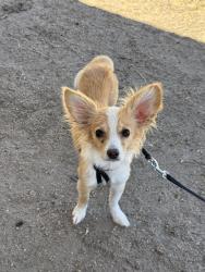 Lost Female Dog last seen Near: Hunt Dr & E 7th Dr, Mesa az 85204, near Mesa High School, Mesa, AZ 85204