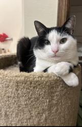 Reunited Male Cat last seen Near Rocky Rd, Rogers, AR 72756, USA, Rogers, AR 72756
