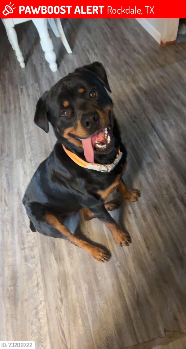 Lost Male Dog last seen Near northwood circle Rockdale, Tx, Rockdale, TX 76567