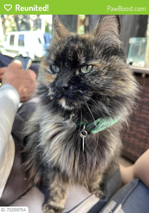 Reunited Female Cat last seen Near S 945 E, Millcreek UT 84106, Millcreek, UT 84106
