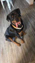Lost Male Dog last seen Near northwood circle Rockdale, Tx, Rockdale, TX 76567