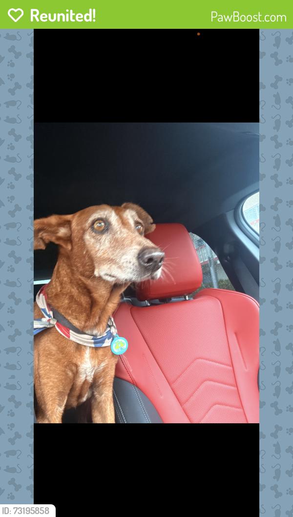 Reunited Female Dog last seen 6350SW 30th St Miami, FL 33155 United States, Miami, FL 33155
