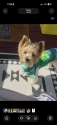 Reunited Male Dog last seen Lake Arbor Campus Way North, Mitchellville, MD 20774