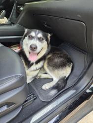Found/Stray Female Dog last seen Fossil dr 76111, Fort Worth, TX 76111