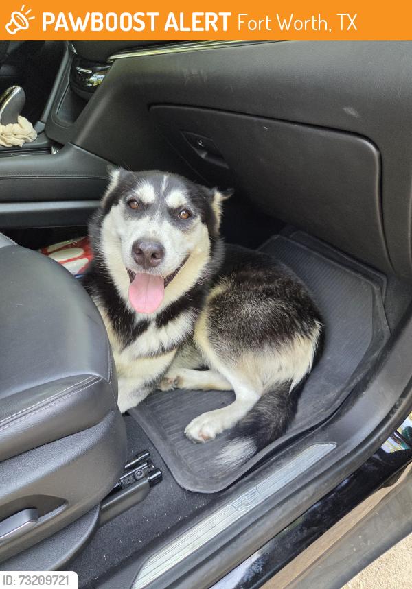 Found/Stray Female Dog last seen Fossil dr 76111, Fort Worth, TX 76111