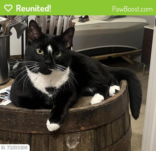 Reunited Male Cat last seen Near 10th ave nw, Seattle, WA 98117