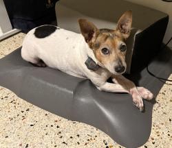 Reunited Male Dog last seen Highland Lakes Neighborhood, Miami, FL 33180