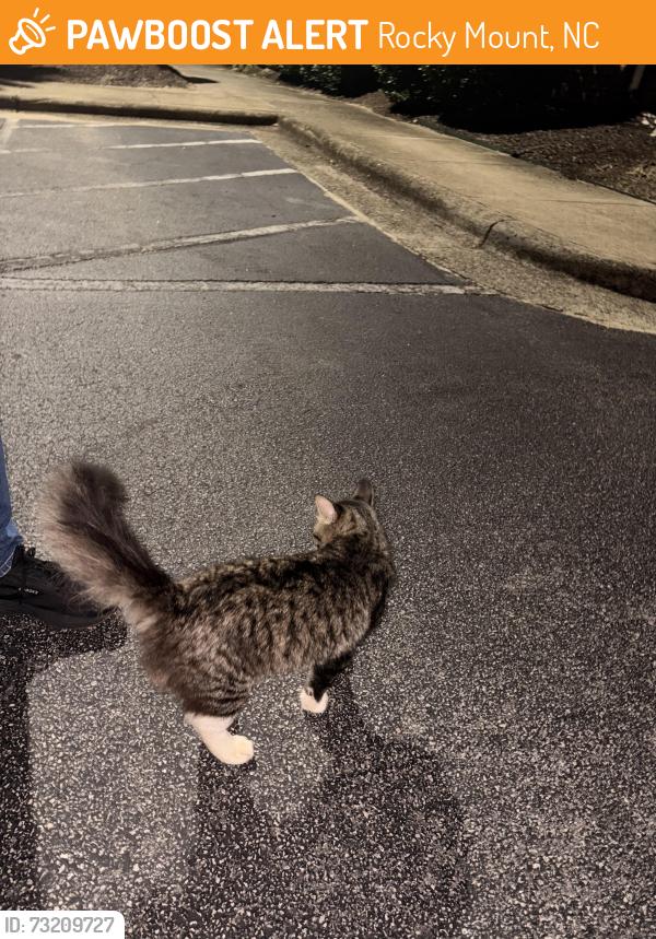 Rehomed Unknown Cat last seen RESIDENCE INN, Rocky Mount, NC 27801