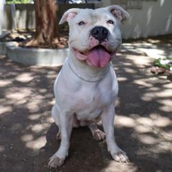 Shelter Stray Female Dog last seen , 361 S Raymond Ave, Pasadena, CA 91105, USA