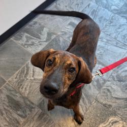 Shelter Stray Male Dog last seen , 3607 N Armenia Ave, Tampa, FL 33607, USA