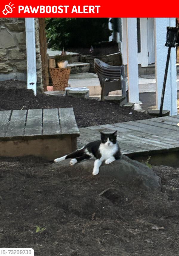 Lost Male Cat last seen Travis rd and mullinix area, White River Township, IN 46143