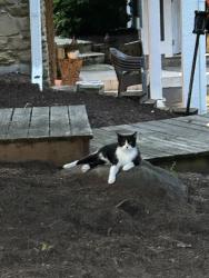 Lost Male Cat last seen Travis rd and mullinix area, White River Township, IN 46143