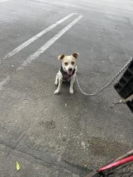 Lost Female Dog last seen Sisk road, Modesto, CA 95350