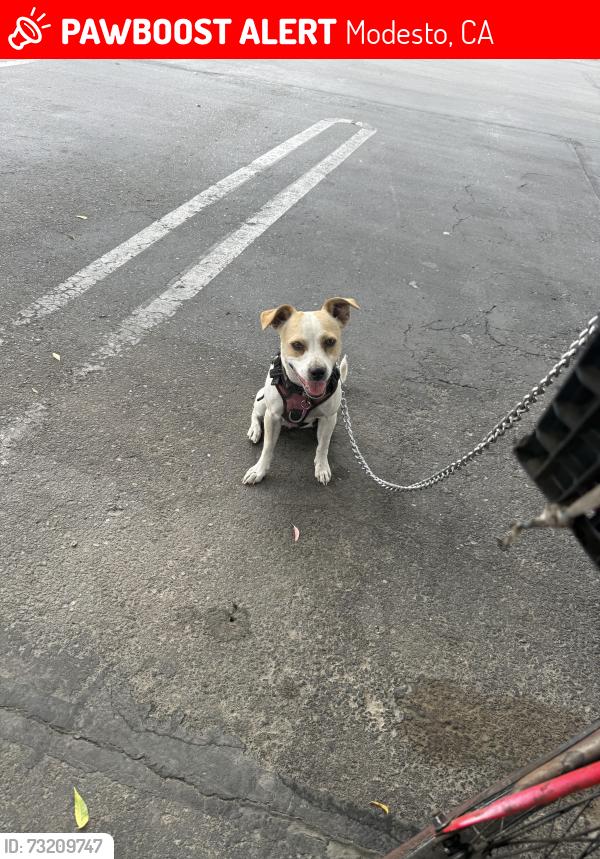 Lost Female Dog last seen Sisk road, Modesto, CA 95350