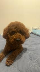 Reunited Male Dog last seen Queens Public Library at Flushing Main street, Queens, NY 11355