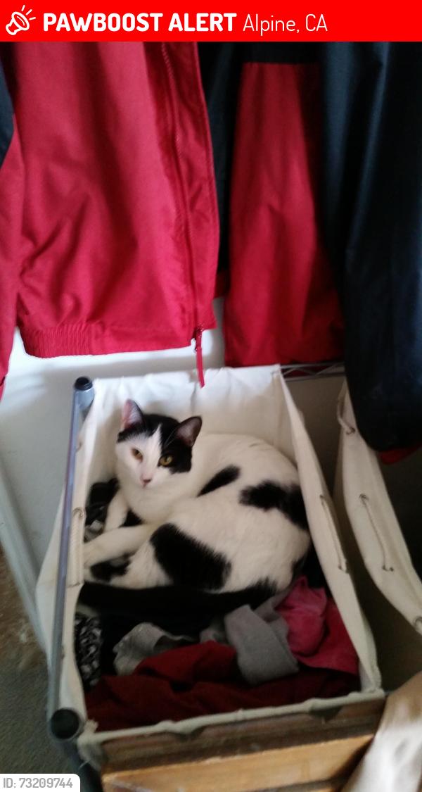 Lost Female Cat last seen Midway and arnold, Alpine, CA 91901