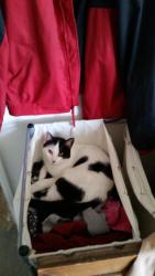 Lost Female Cat last seen Midway and arnold, Alpine, CA 91901