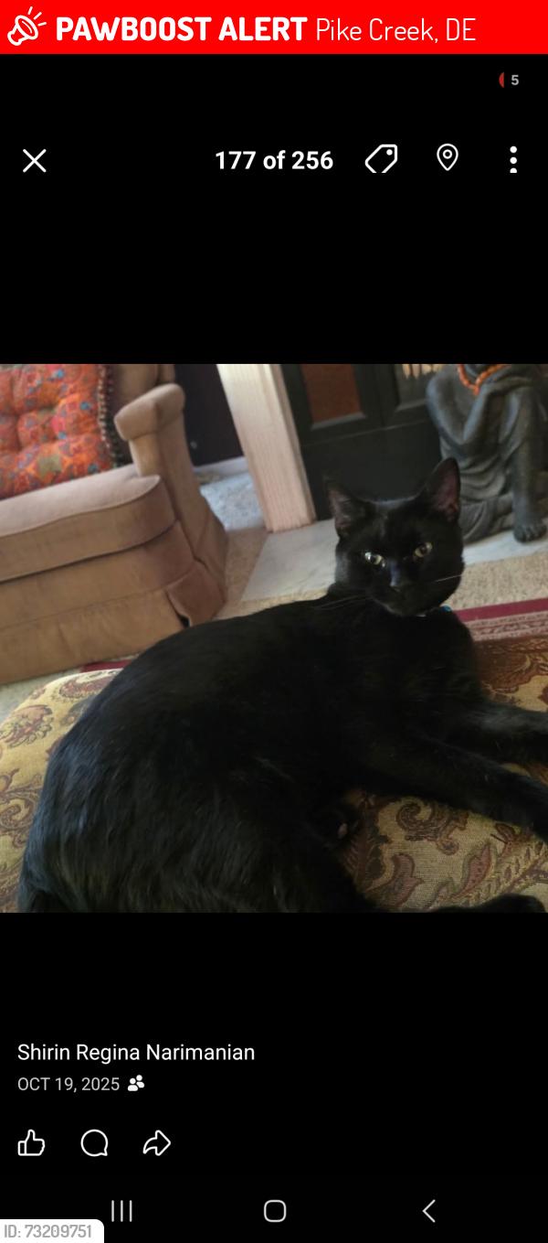 Lost Male Cat last seen Glackens lane and Steven lane, Pike Creek, DE 19808