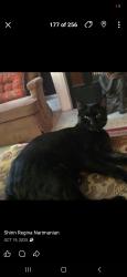 Lost Male Cat last seen Glackens lane and Steven lane, Pike Creek, DE 19808