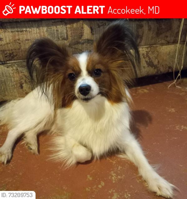 Lost Female Dog last seen Farmington rd west accokeek, Accokeek, MD 20607