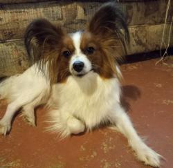 Lost Female Dog last seen Farmington rd west accokeek, Accokeek, MD 20607