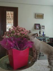 Reunited Female Cat last seen rua reta subindo o quartel policial, Vila Thais, SP 12949-370